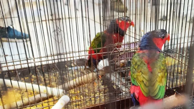 Polda Jawa Tengah Ungkap Kasus Penyelundupan Burung Liar Asal Papua