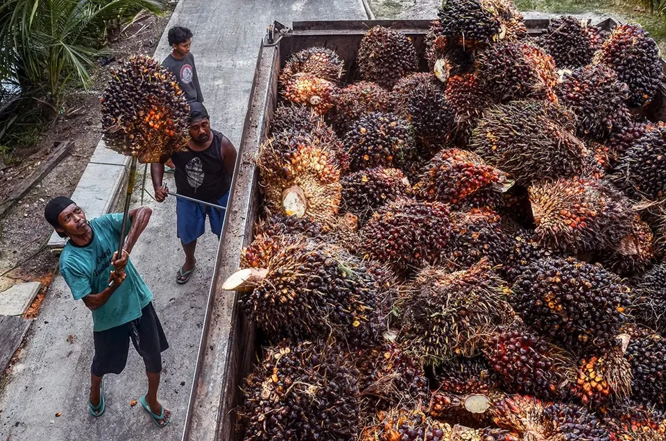 Berau Beralih ke Hilirisasi Sawit dan Komoditas Lokal untuk Masa Depan Berkelanjutan