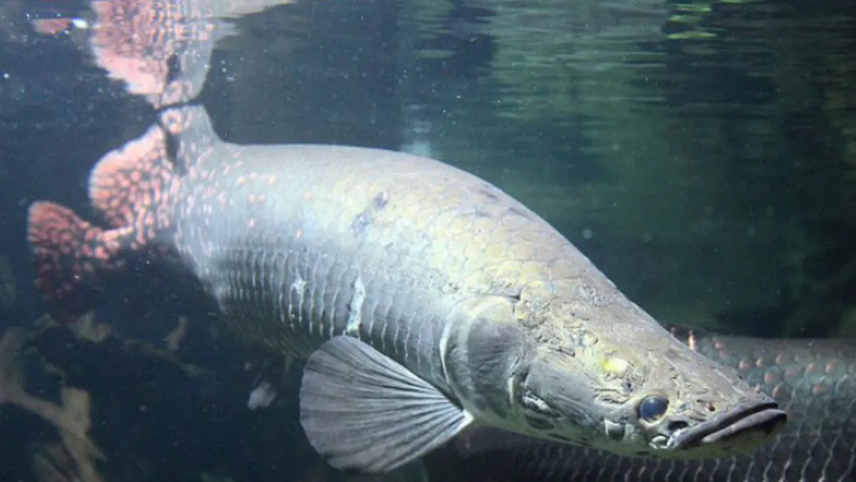 Populasi Ikan Migrasi Global Anjlok 81 Persen, PBB Serukan Konservasi