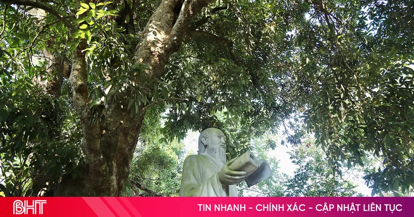 Pohon Leci Berusia 300 Tahun Terkait Sejarah Hai Thuong Lan Ong