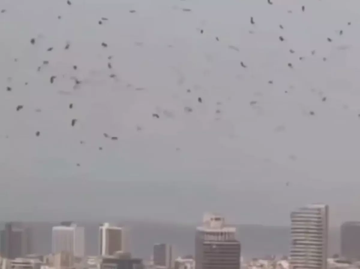 Ribuan Gagak Warnai Langit Tel Aviv di Tengah Ketegangan Perang