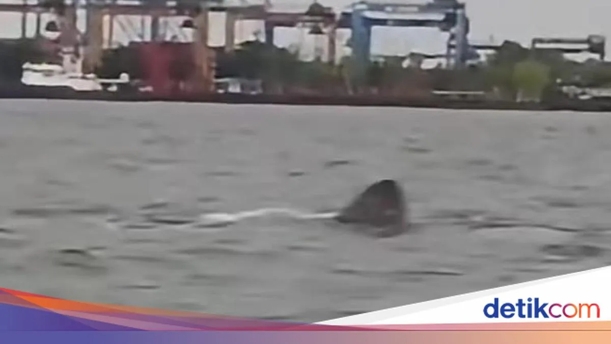 Kawanan Hiu Terlihat di Makassar, Warga Diminta Waspada