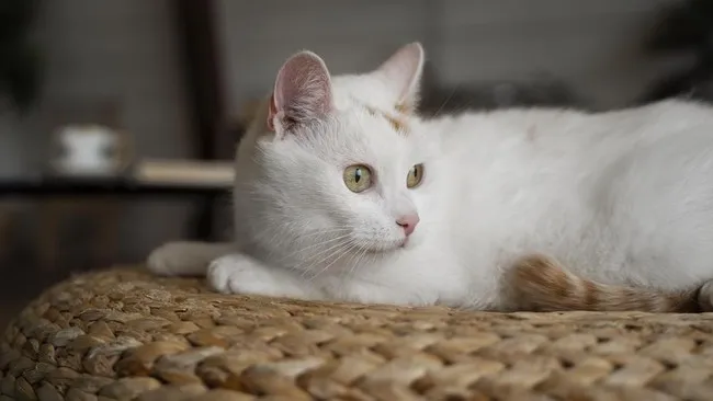 Tujuh Manfaat Kucing untuk Kesehatan dan Kesejahteraan Anda
