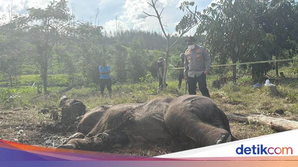 Anak Gajah Mati di Tesso Nilo Terjerat Tali