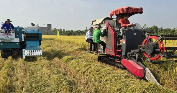 Demonstrasi Teknologi Pertanian Padi Rendah Emisi untuk Beras Berkualitas Tinggi di Vietnam