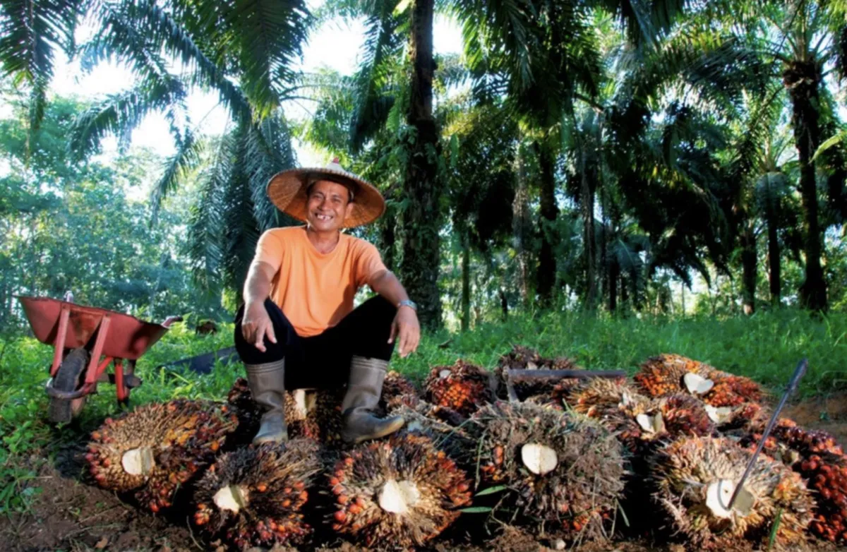 Holding Perkebunan Nusantara Pertahankan Serapan TBS di Tengah Penurunan Harga