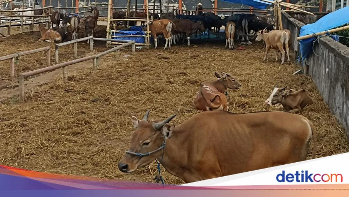 Panduan Waktu Penyembelihan Hewan Kurban Menurut Syariat Islam