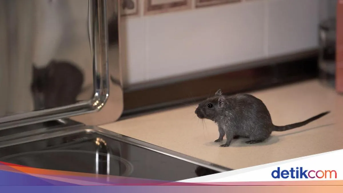 Panduan Islam dalam Membasmi Tikus di Rumah