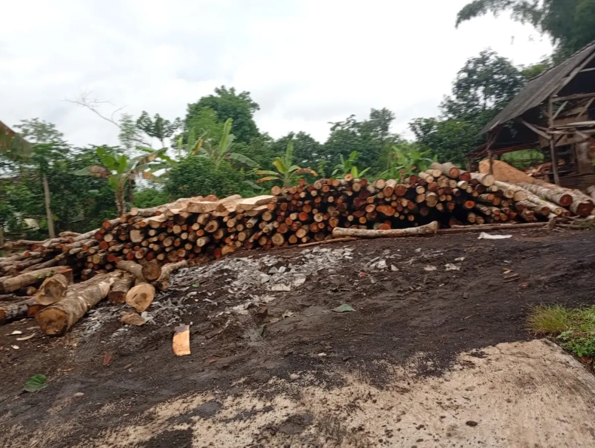 Usaha Serkel Kayu di Klenang Kidul Diduga Beroperasi Tanpa Izin Resmi