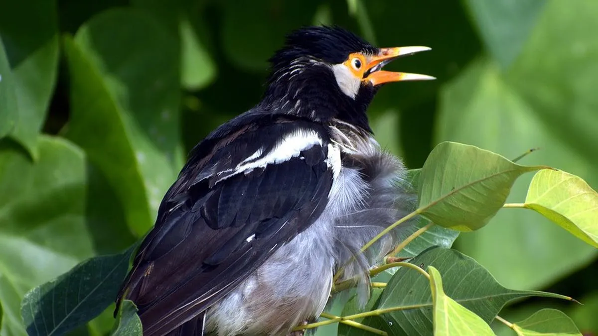 Mengamati Burung Tingkatkan Kesehatan Otak dan Kognisi