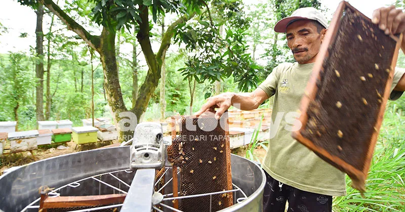 Madu Randu: Komoditas Unggulan yang Mendukung Ekonomi Warga Lumbang