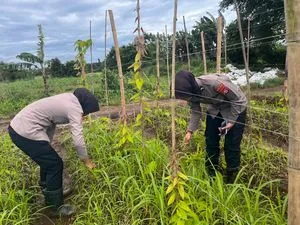 Polda Banten Optimalkan Lahan Uwi Ungu untuk Ketahanan Pangan