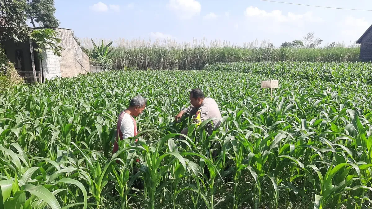 Polsek Plosoklaten Dampingi Petani Jagung Jelang Panen