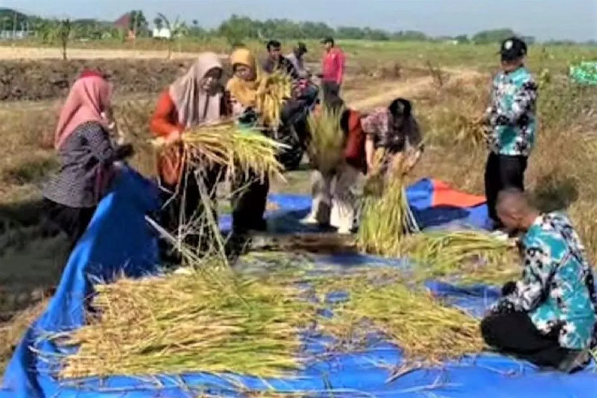 DKPP Madiun Optimalkan Produktivitas Padi Melalui Ubinan Varietas Sintanur Wangi