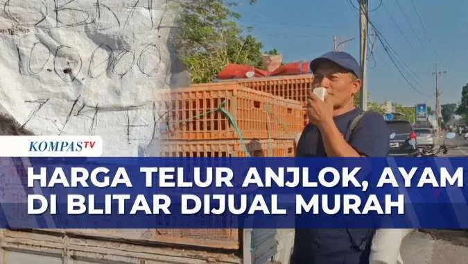 Anjloknya Harga Telur, Peternak Ayam Blitar Jual Ayam di Pinggir Jalan