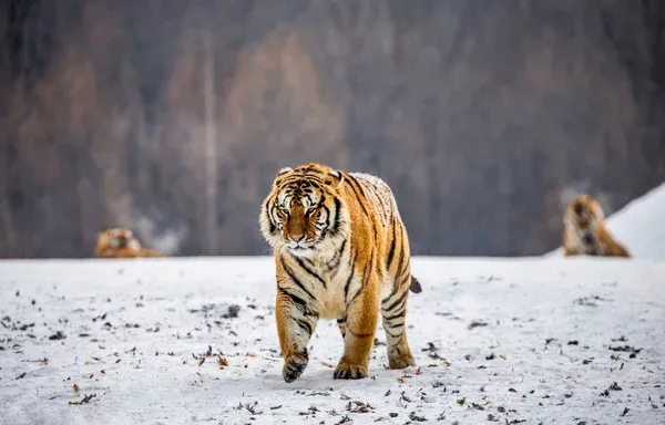 Harimau Siberia Jalani Puasa untuk Kesehatan di Kebun Binatang