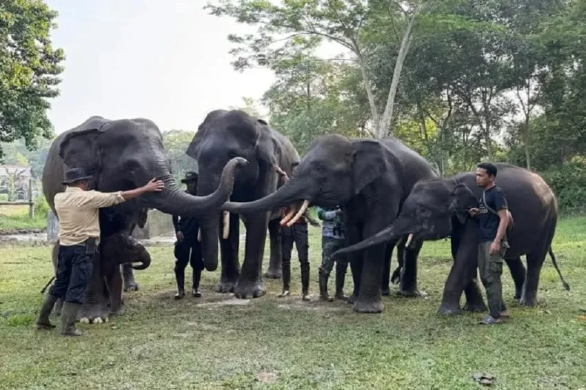 Kebijakan Kemenhut Perkuat Posisi Indonesia dalam Konservasi Gajah