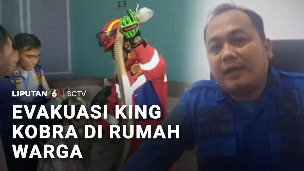Evakuasi Dramatis King Kobra 3 Meter di Talang Ubi