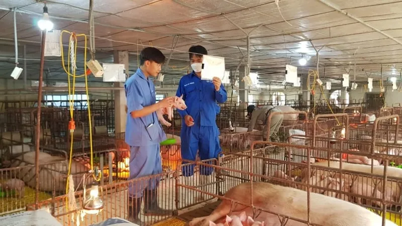 Risiko Kelebihan Pasokan di Industri Peternakan Vietnam akibat Masuknya Modal Asing