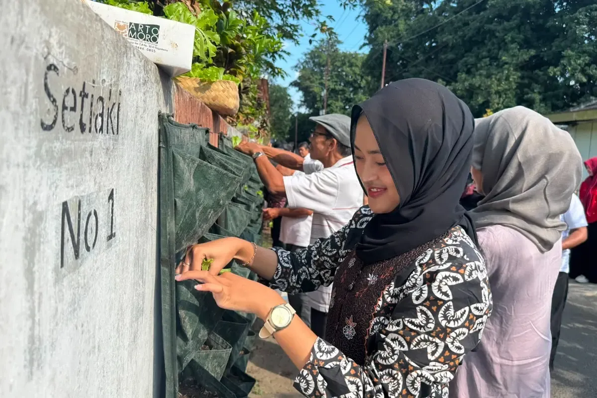 Kampung Urban Farming Wirobrajan Yogyakarta Tanam 1.200 Bibit Sawi dan Selada