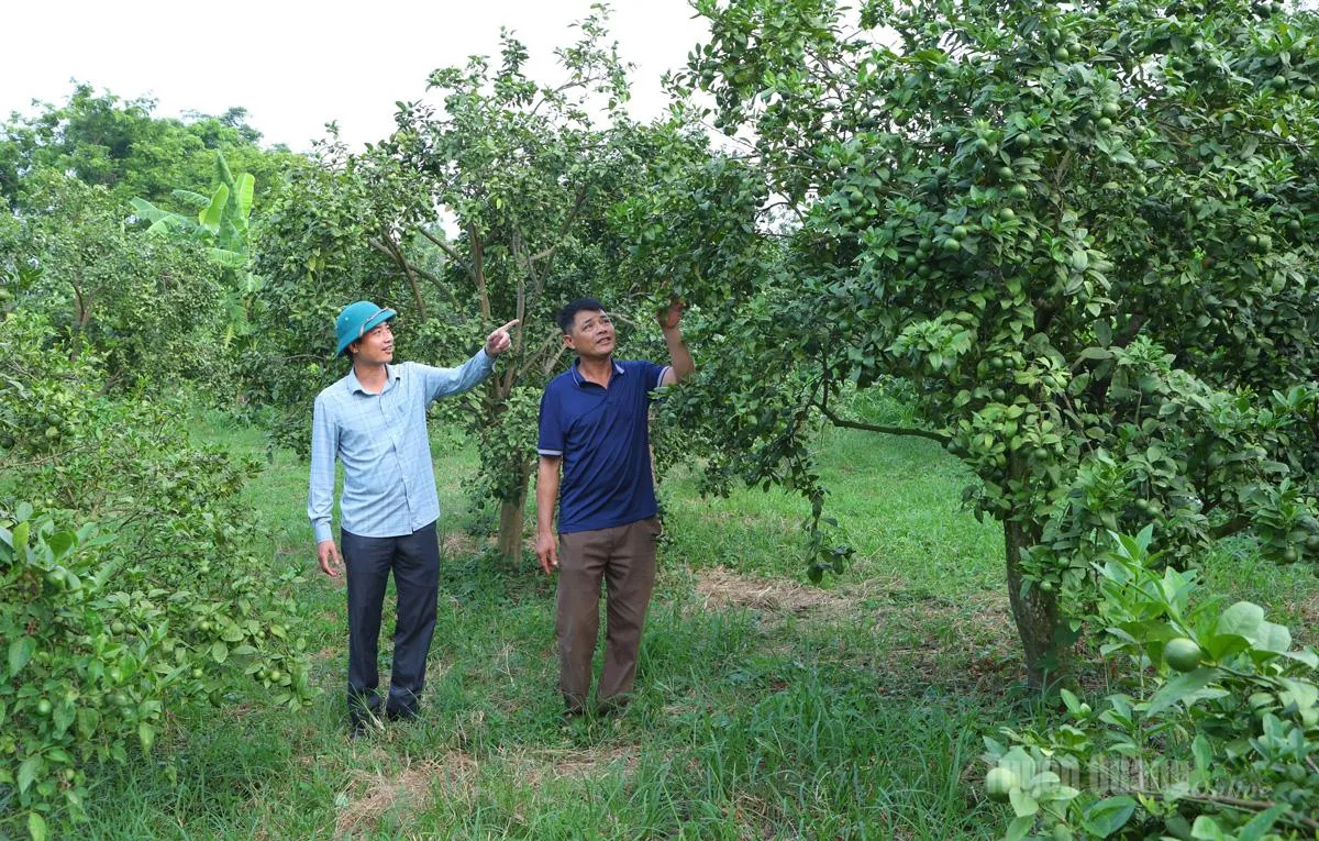 Strategi Baru Pengurangan Kemiskinan di Phu Luong: Dari Bantuan Langsung ke Pemberdayaan Ekonomi