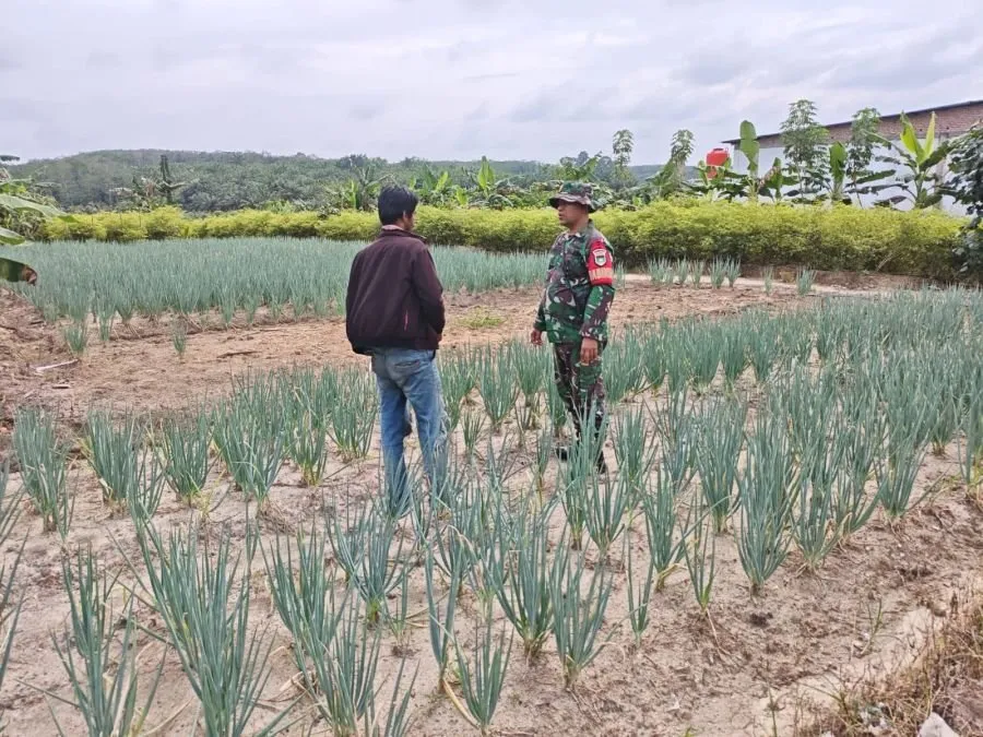 Babinsa Koramil 03/Bunut Dampingi Budidaya Rawang Bawang di Desa Merbau