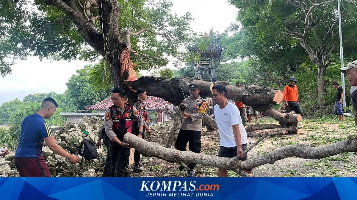 Pohon Dekat Pura Dalem di Nusa Penida Tumbang, Akses Jalan Tertutup