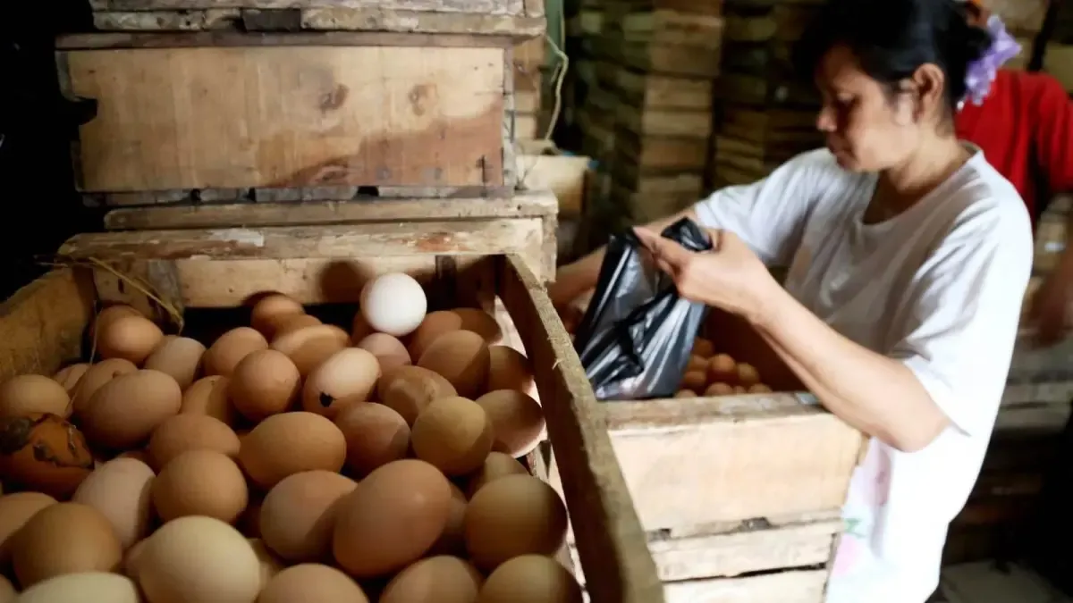 Wagub Emil Sebut Oversupply Penyebab Utama Anjloknya Harga Telur di Jatim
