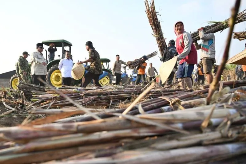Dampak Penguatan Sektor Pertanian Terhadap Produktivitas Petani