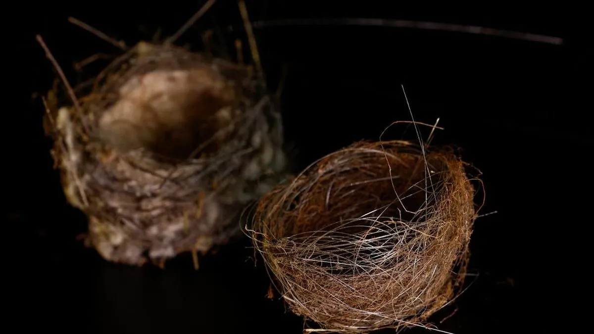 Sarang Burung dari Kabel Serat Optik, Cerminan Kerusakan Lingkungan di Ukraina
