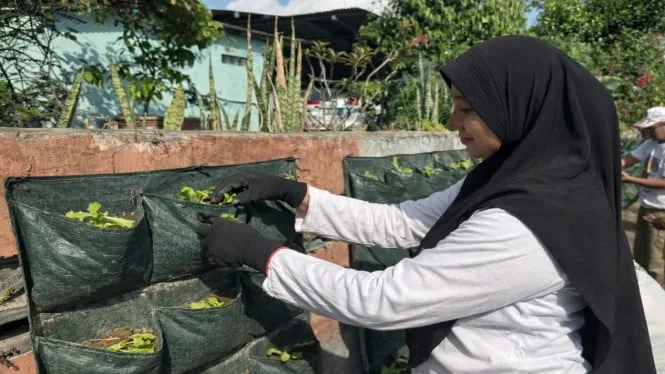 Warga Wirobrajan Ciptakan Kebun Sayur di Tembok untuk Ketahanan Pangan
