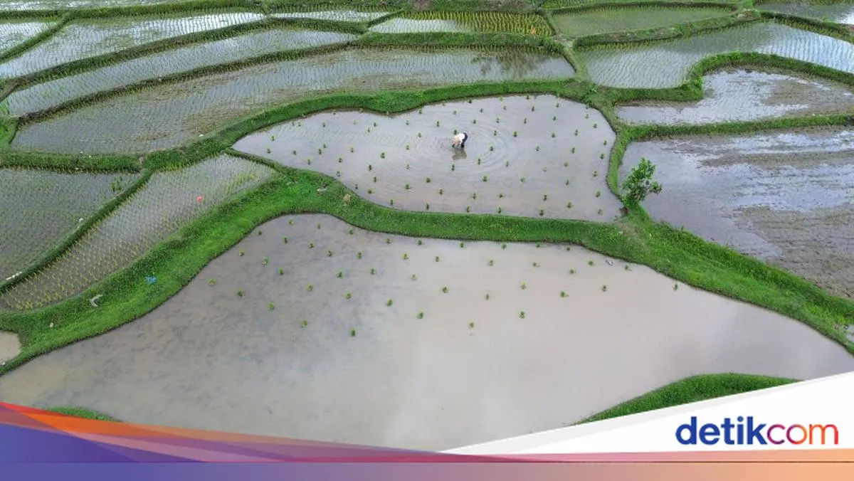 Penerapan Pertanian Modern Tingkatkan Target Produksi Padi di Bengkulu
