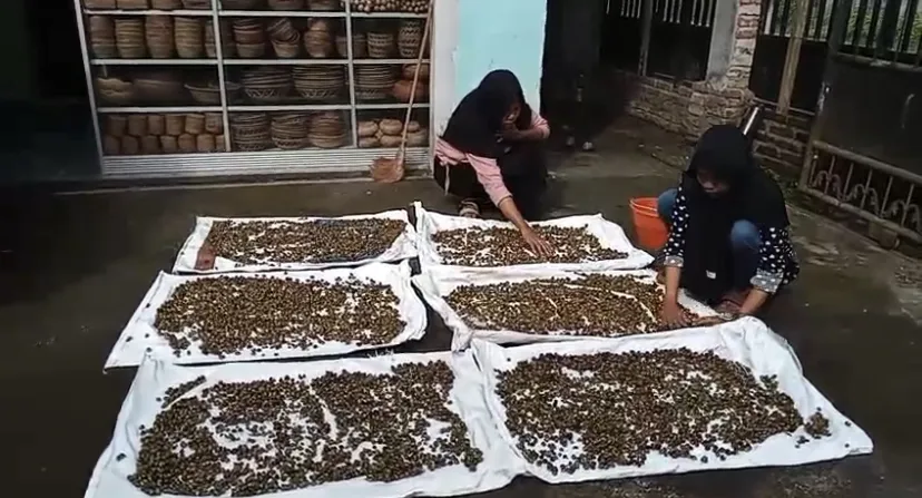 Difabel Lombok Barat Wujudkan Kemandirian Melalui Ekonomi Hijau