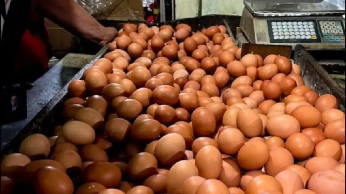 Pemerintah Tetapkan Harga Acuan Ayam dan Telur untuk Lindungi Peternak