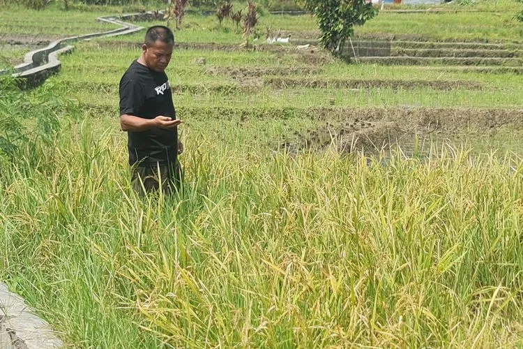 Dampak Proyek Panas Bumi di Sumut Terhadap Pertanian Warga