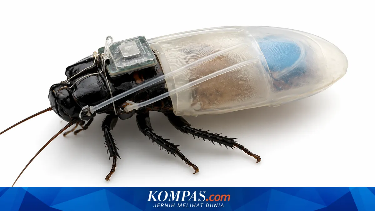 Robot Kecoa Penyelam Hasil Penelitian Singapura dan Jepang