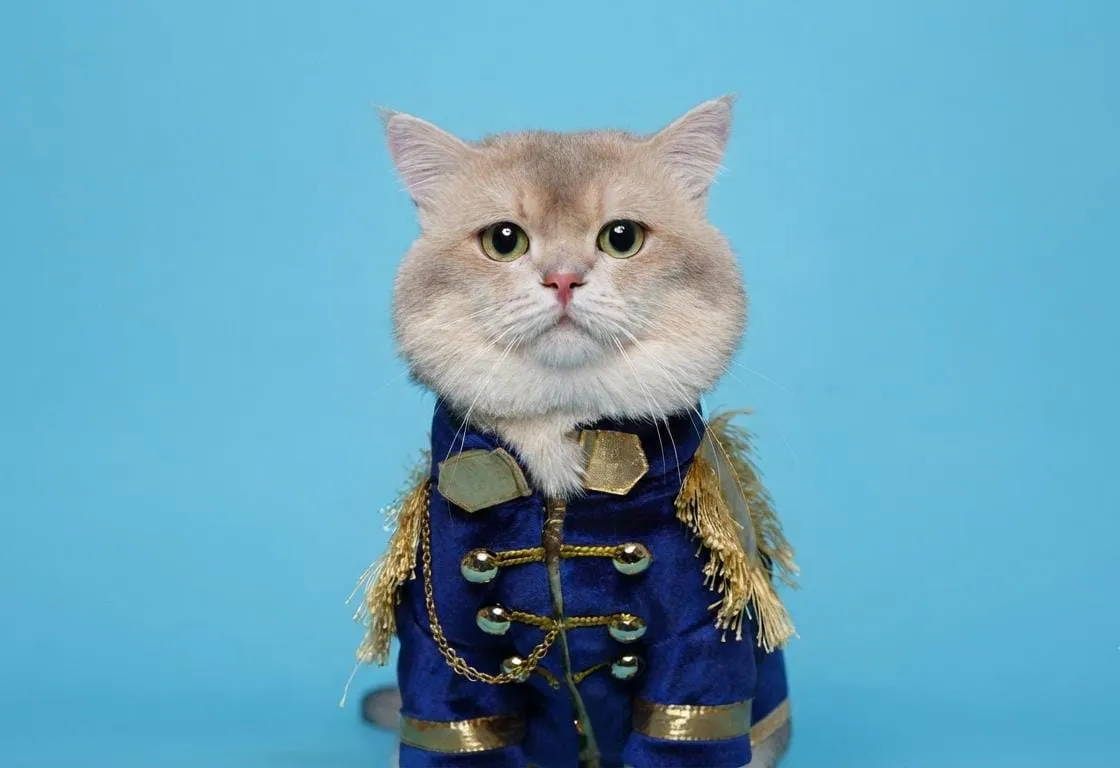 Kiwi British Cat: Kucing Viral di TikTok