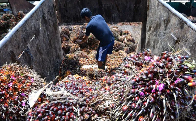 Kenaikan Harga TBS Sawit Jambi Capai Rp3.708,55/Kg untuk Usia 10–20 Tahun