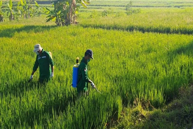 DP3 Sleman Perkuat Pengendalian Hama Wereng Batang Cokelat untuk Jaga Produktivitas Padi