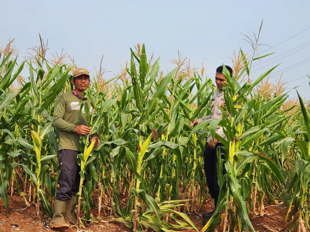 Polri Dukung Petani Melalui Pendampingan di Lahan Pertanian