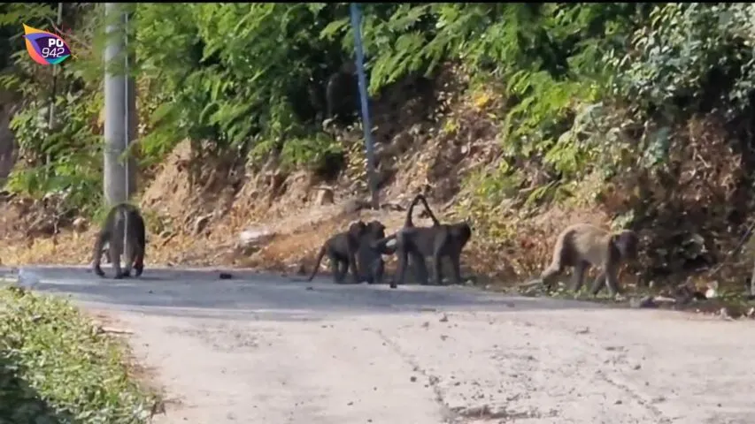 BBKSDA Larang Pemberian Makanan pada Monyet Ekor Panjang di Telaga Ngebel