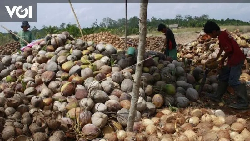 Hilirisasi Kelapa Tingkatkan Ekonomi Petani di Halmahera Utara