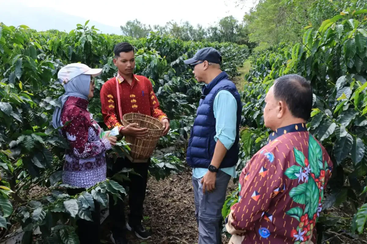 Inovasi Sistem Pagar dan PHC Tingkatkan Produktivitas Kopi di Lampung Barat